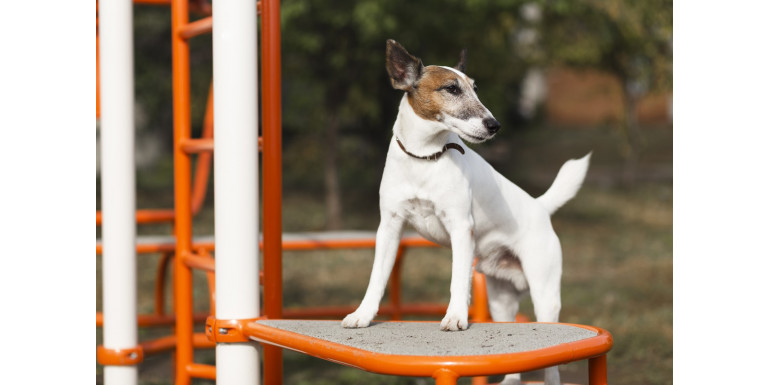 Как организовать пространство для выгула собак в черте города: правила и оборудование